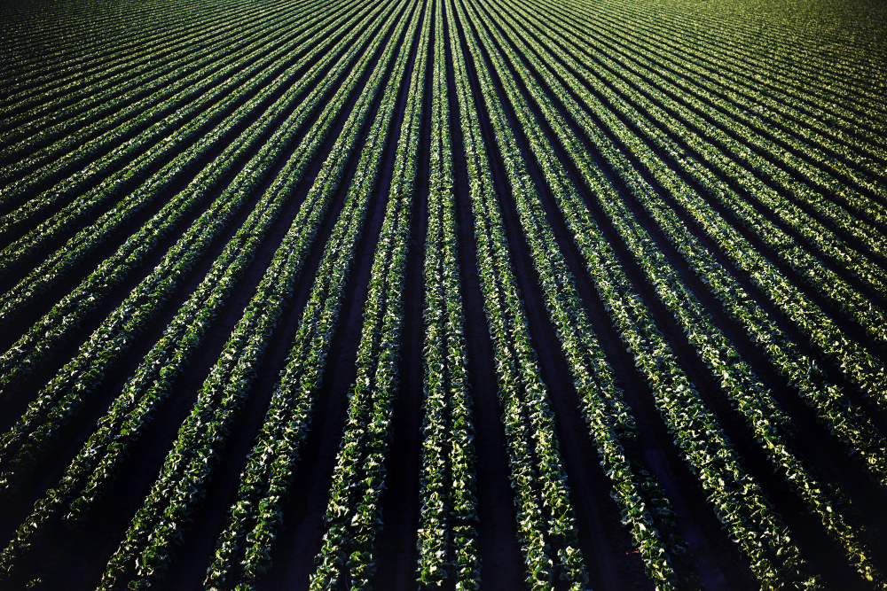 Agriculture